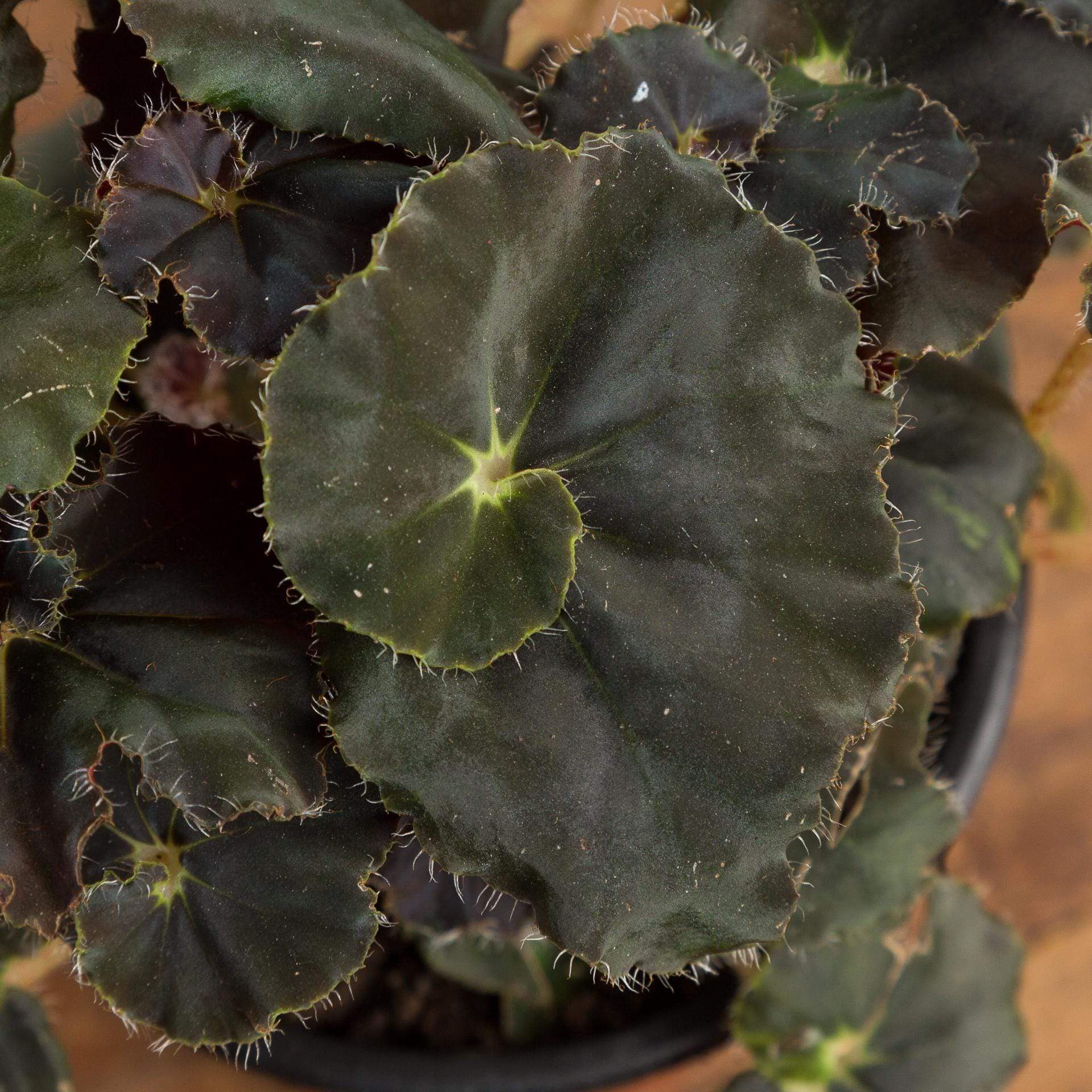 Begonia 'Mo Reese' - Urban Sprouts