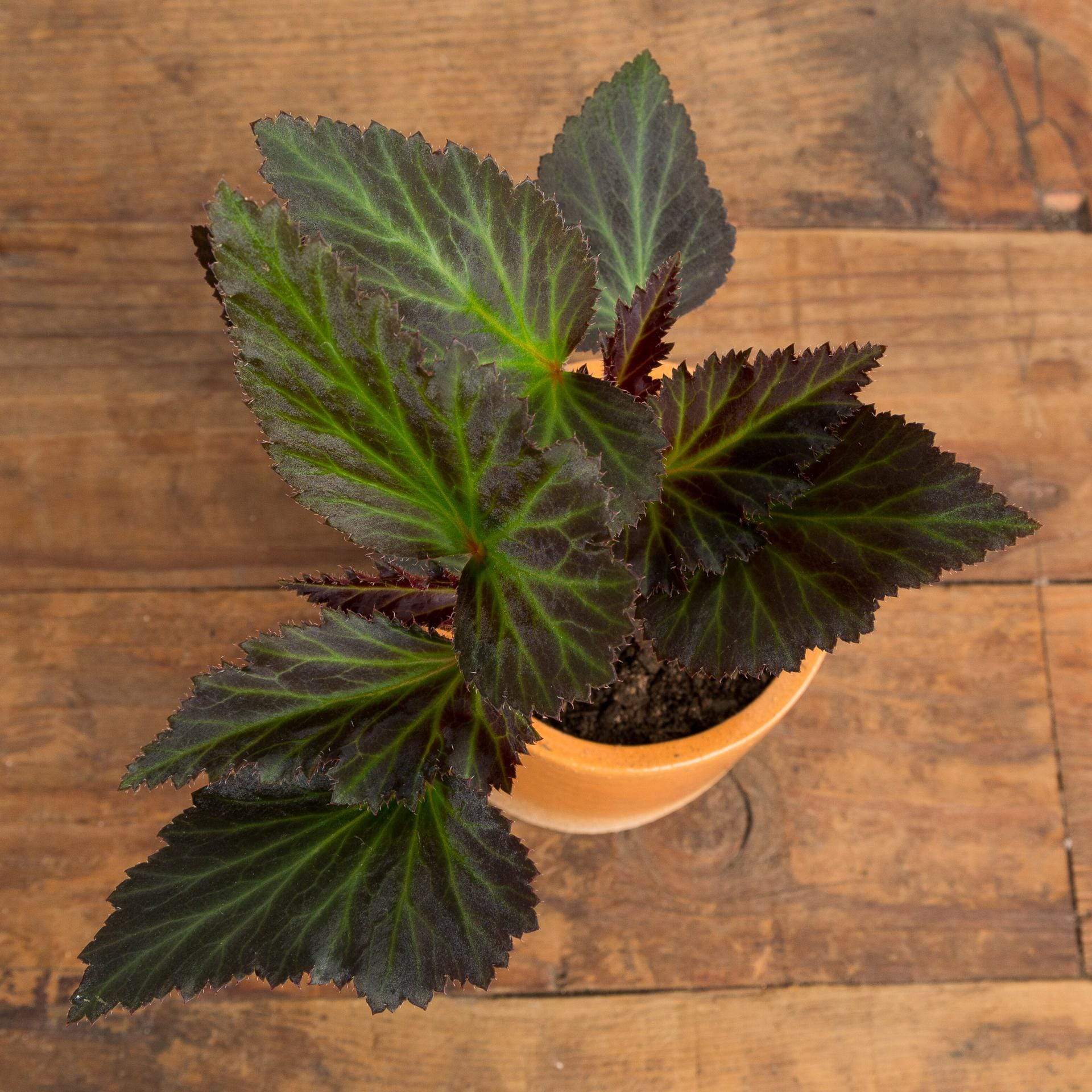 Begonia 'Portofino Hot Orange' - Urban Sprouts