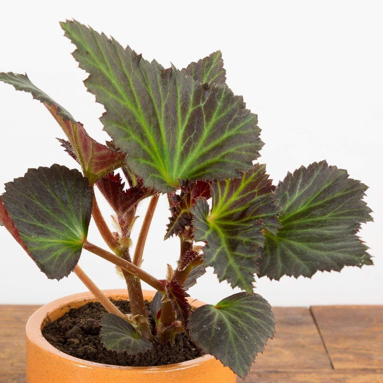 Begonia 'Portofino Hot Orange' - Urban Sprouts