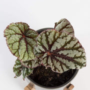 Urban Sprouts Plant 4" in nursery pot Begonia Rex 'Fedor'