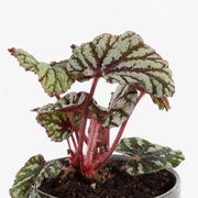 Urban Sprouts Plant 4" in nursery pot Begonia Rex 'Fedor'