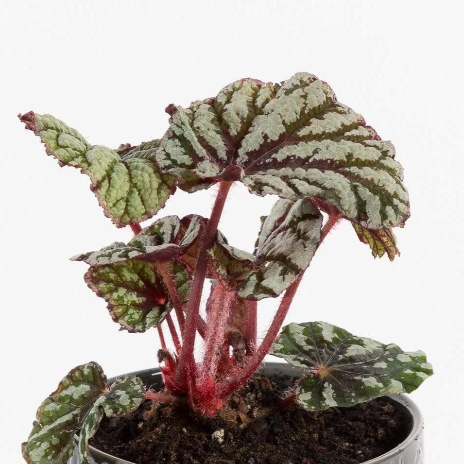 Urban Sprouts Plant 4" in nursery pot Begonia Rex 'Fedor'