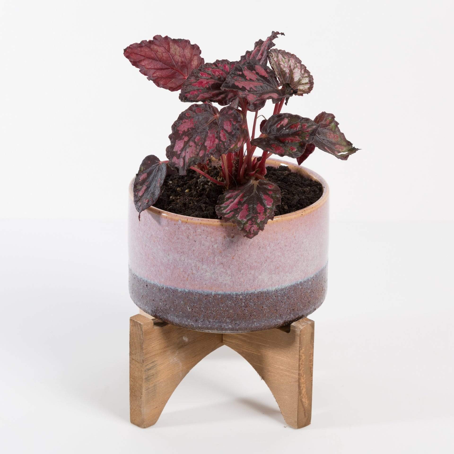 Urban Sprouts Plant 4" in nursery pot Begonia Rex 'Red Kiss'