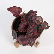 Urban Sprouts Plant 4" in nursery pot Begonia Rex 'Red Kiss'
