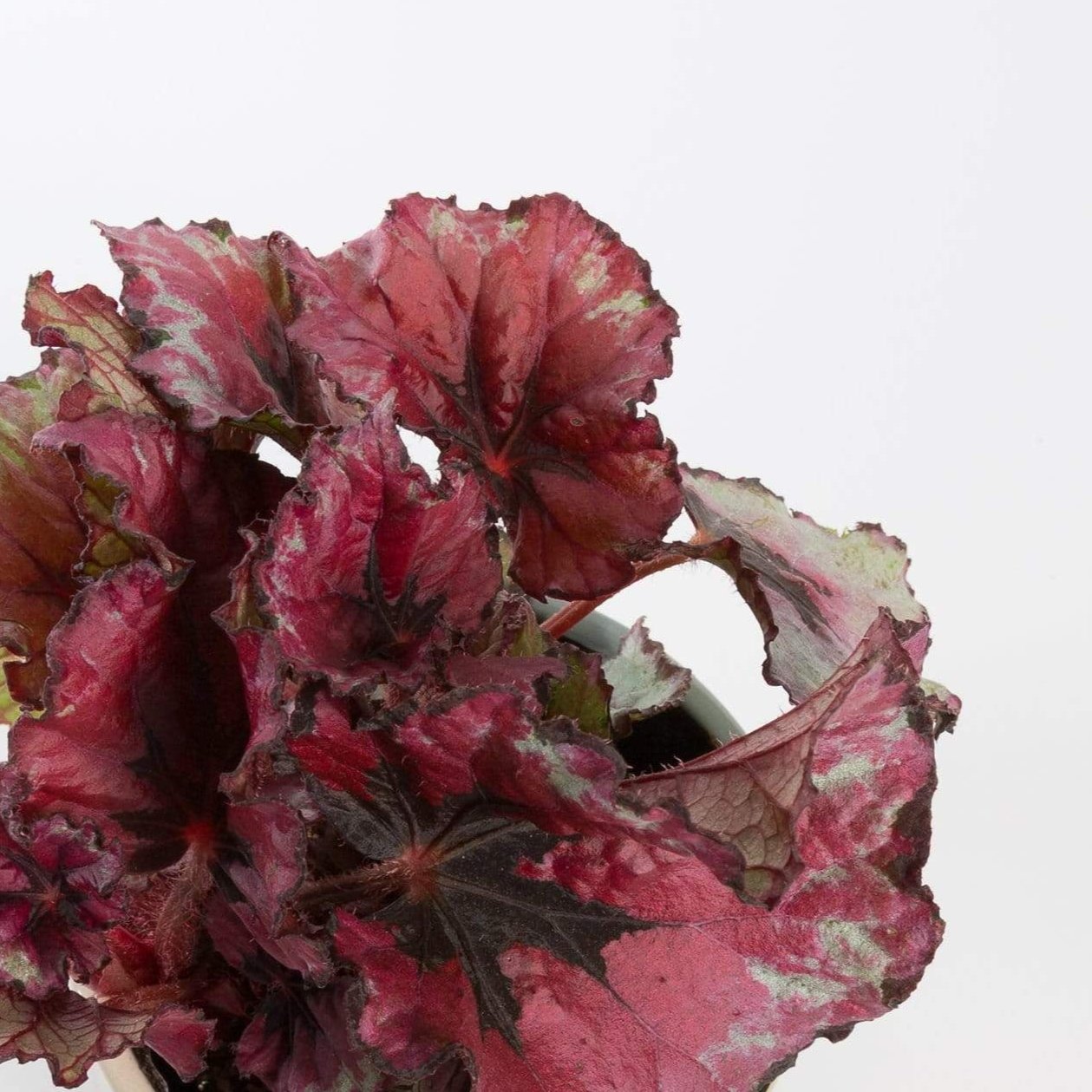 Urban Sprouts Plant 4" in nursery pot Begonia Rex 'Kotobuki'