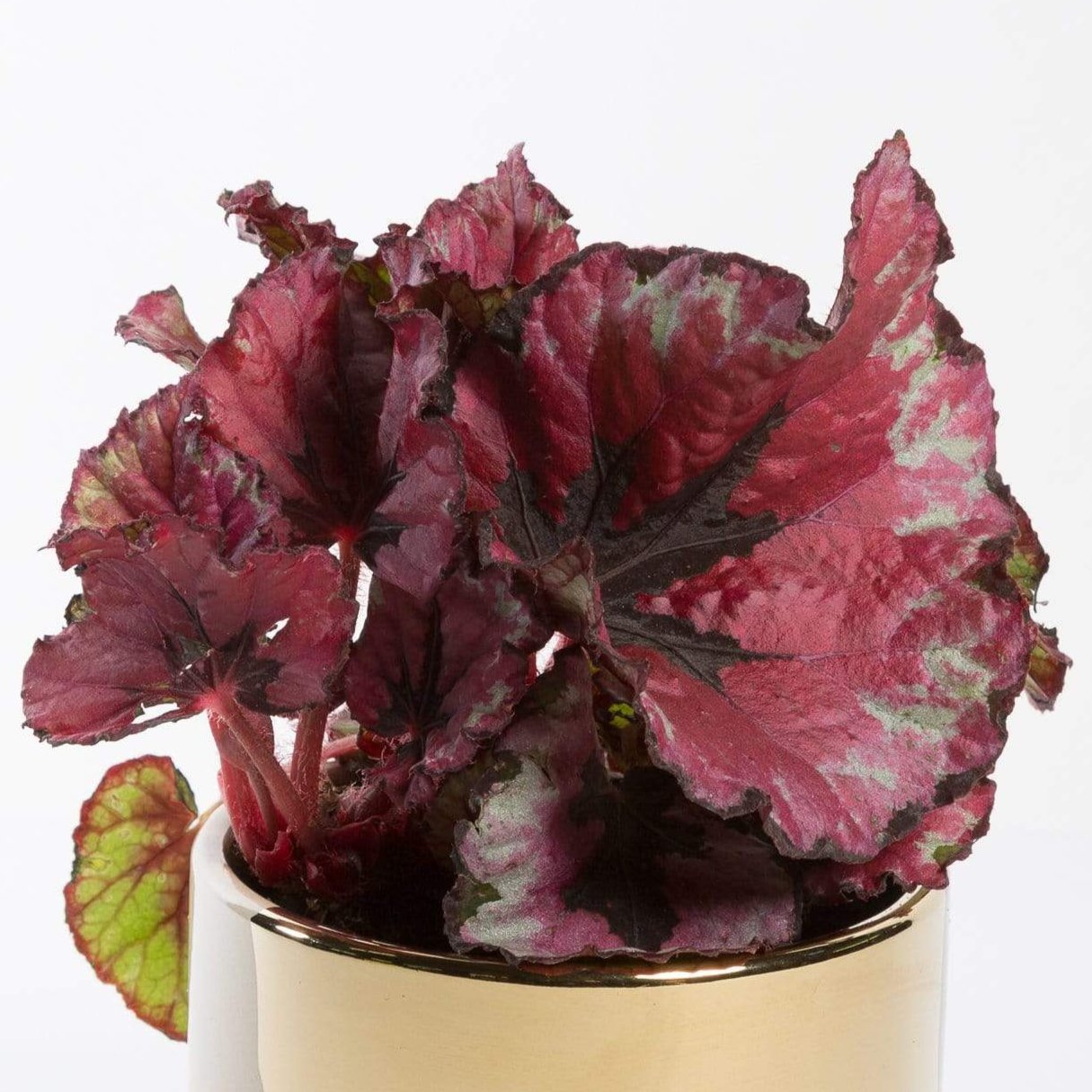 Urban Sprouts Plant 4" in nursery pot Begonia Rex 'Kotobuki'
