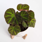 Urban Sprouts Plant 4" in nursery pot Begonia 'Soli-Mutata'