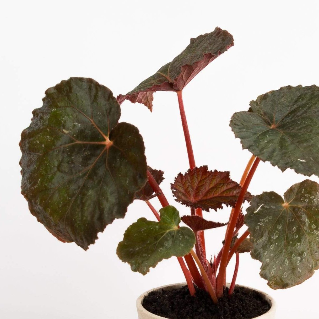 Begonia 'Taconite' - Urban Sprouts
