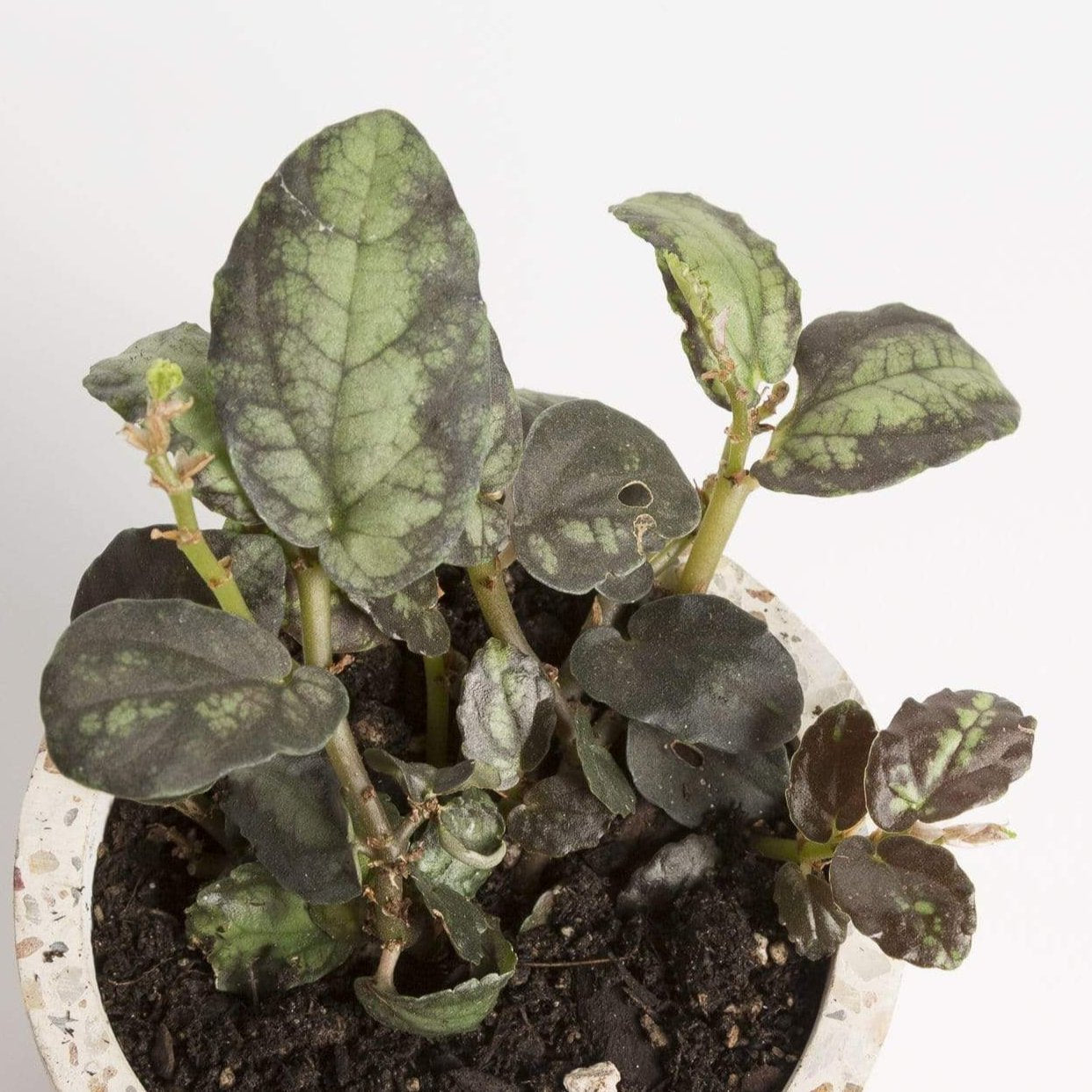 Urban Sprouts Plant 4" in nursery pot Begonia 'Trailing Watermelon'
