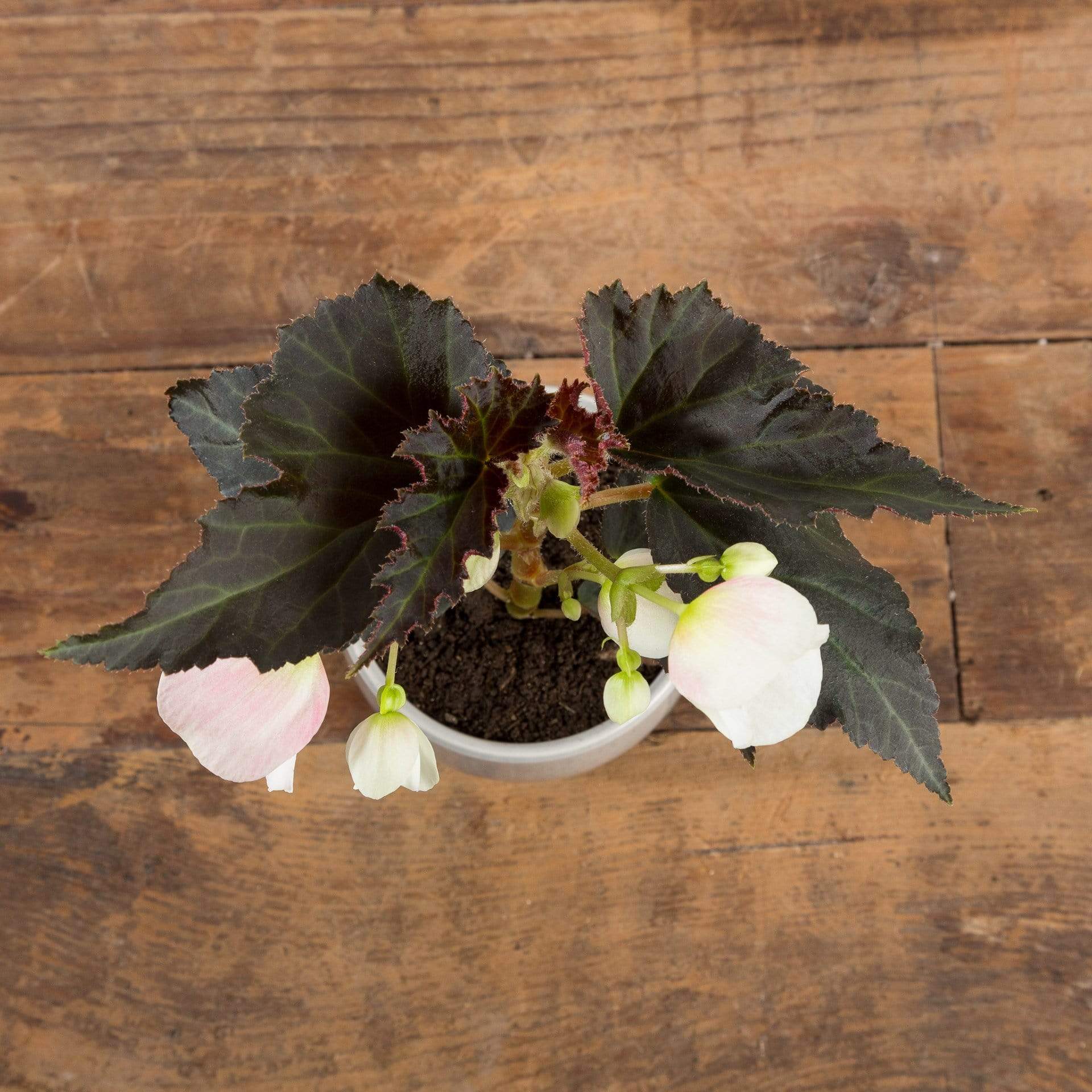 Begonia 'Upright White' - Urban Sprouts
