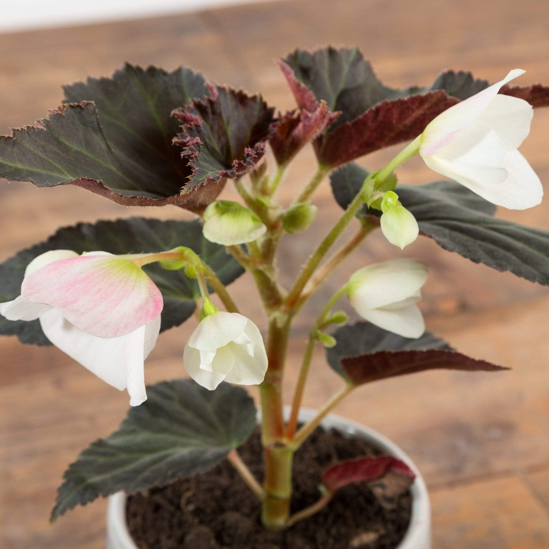 Begonia 'Upright White' - Urban Sprouts