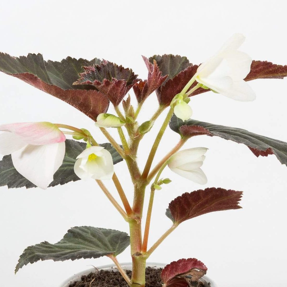 Begonia 'Upright White' - Urban Sprouts