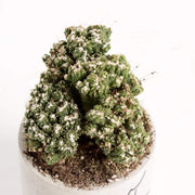 Urban Sprouts Plant 4" in nursery pot Cactus 'Peruvian Apple - Mini'
