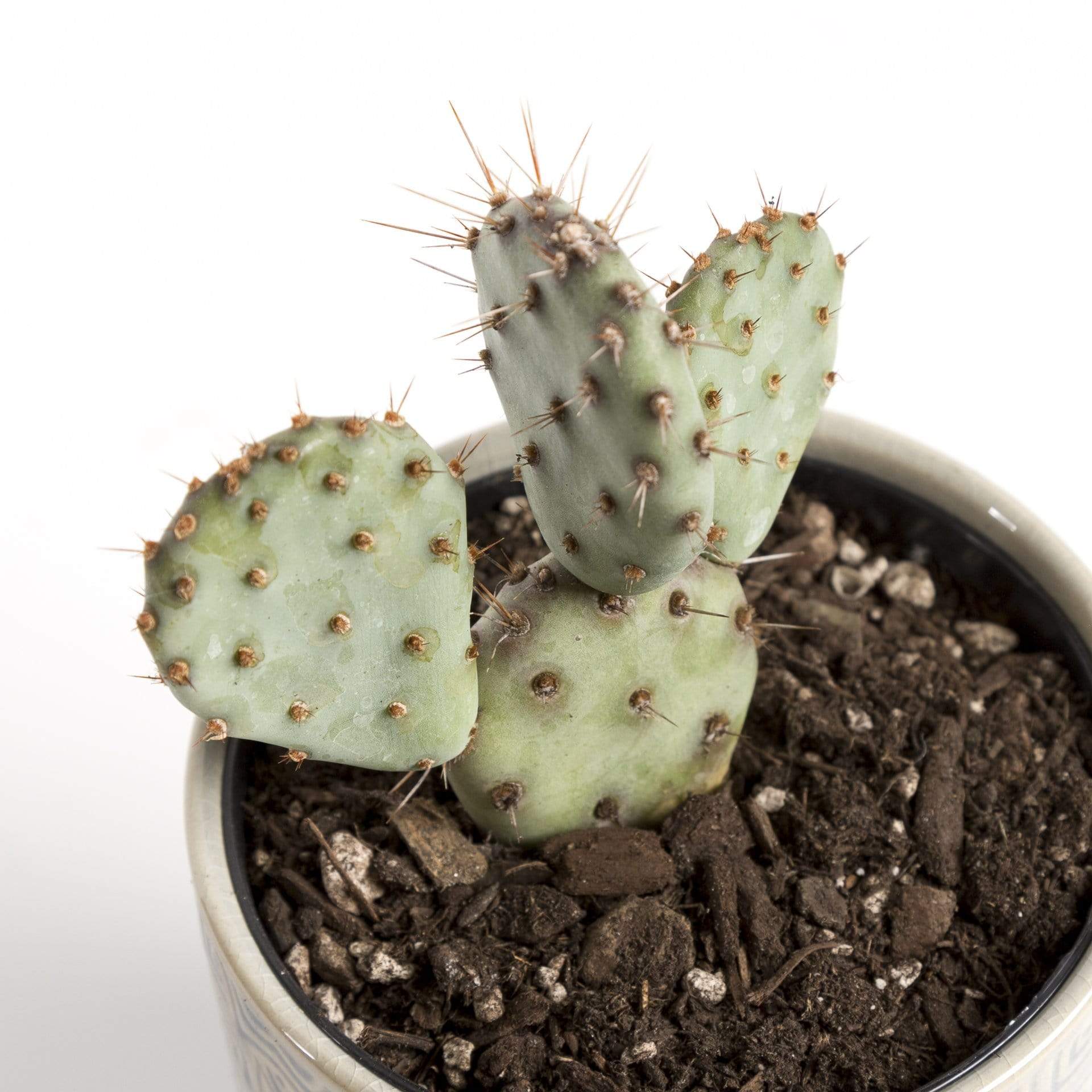 prickly pear cactus sprout Cactus 'Prickly Pear - Baby Rita' 4"