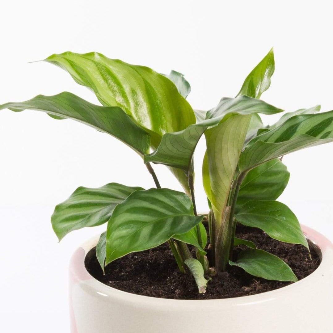 Urban Sprouts Plant Calathea 'Freddie'