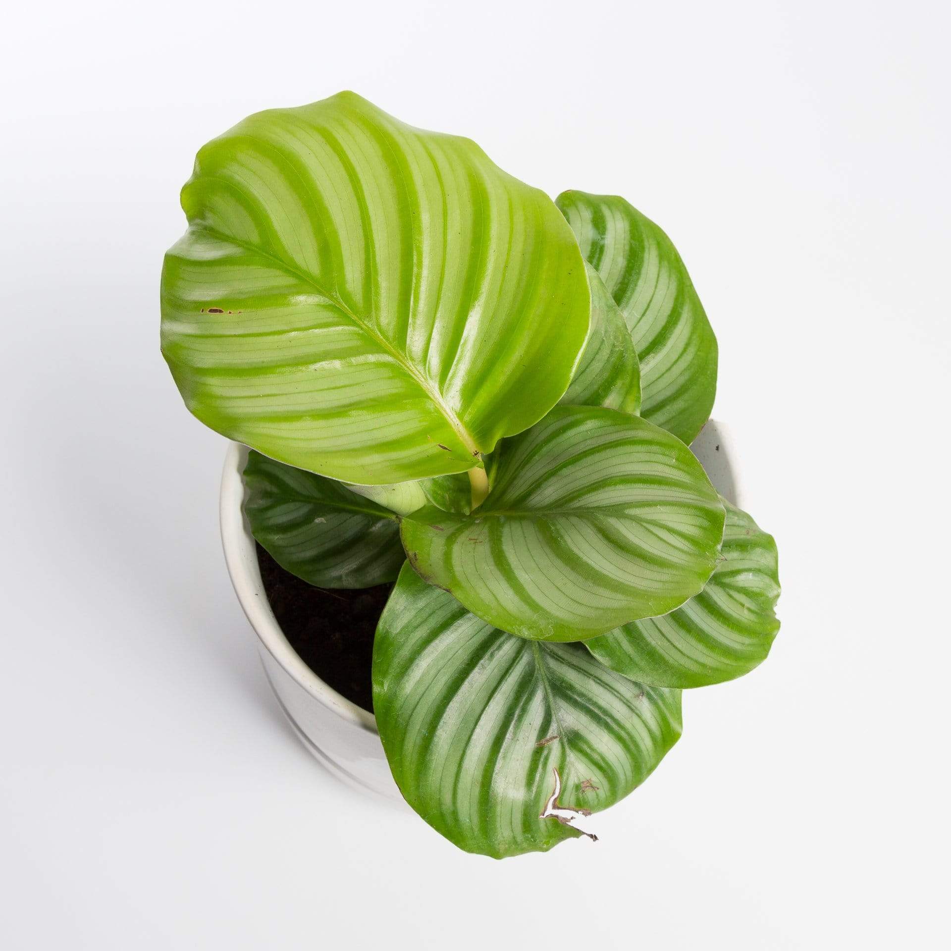 Urban Sprouts Plant Calathea 'Orbifolia'