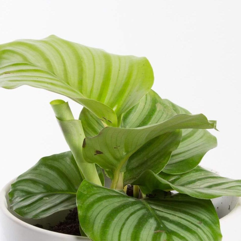 Urban Sprouts Plant Calathea 'Orbifolia'