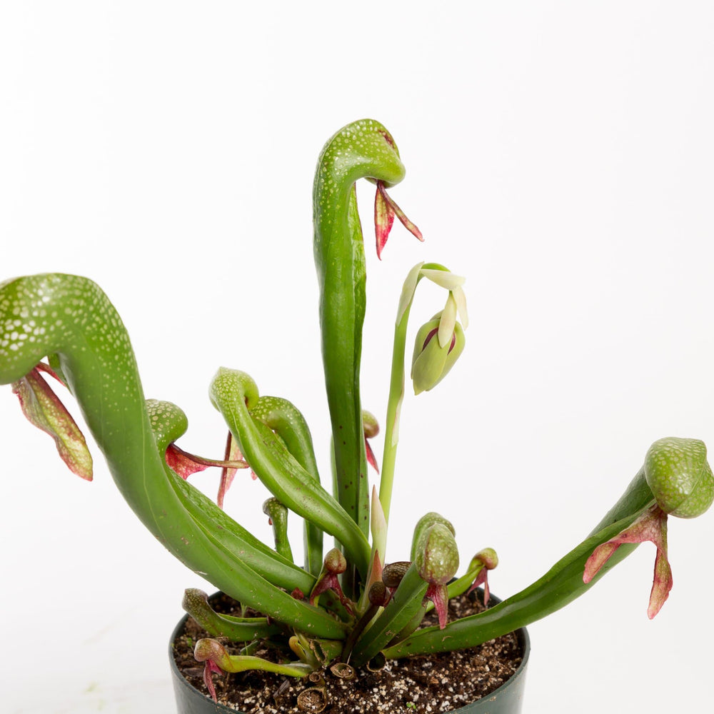 Urban Sprouts Plant 6" in nursery pot Carnivorous 'Cobra Lily'