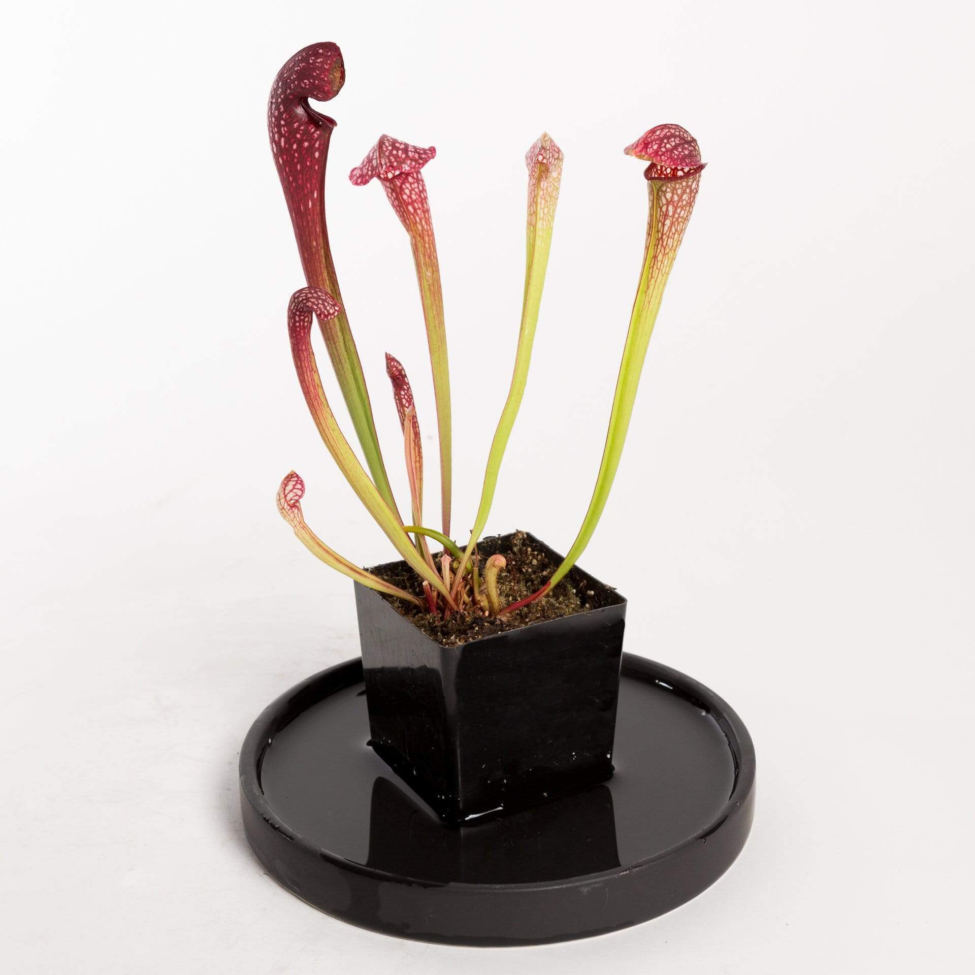 Urban Sprouts Plant 2" in nursery pot Carnivorous 'Trumpet Pitchers'