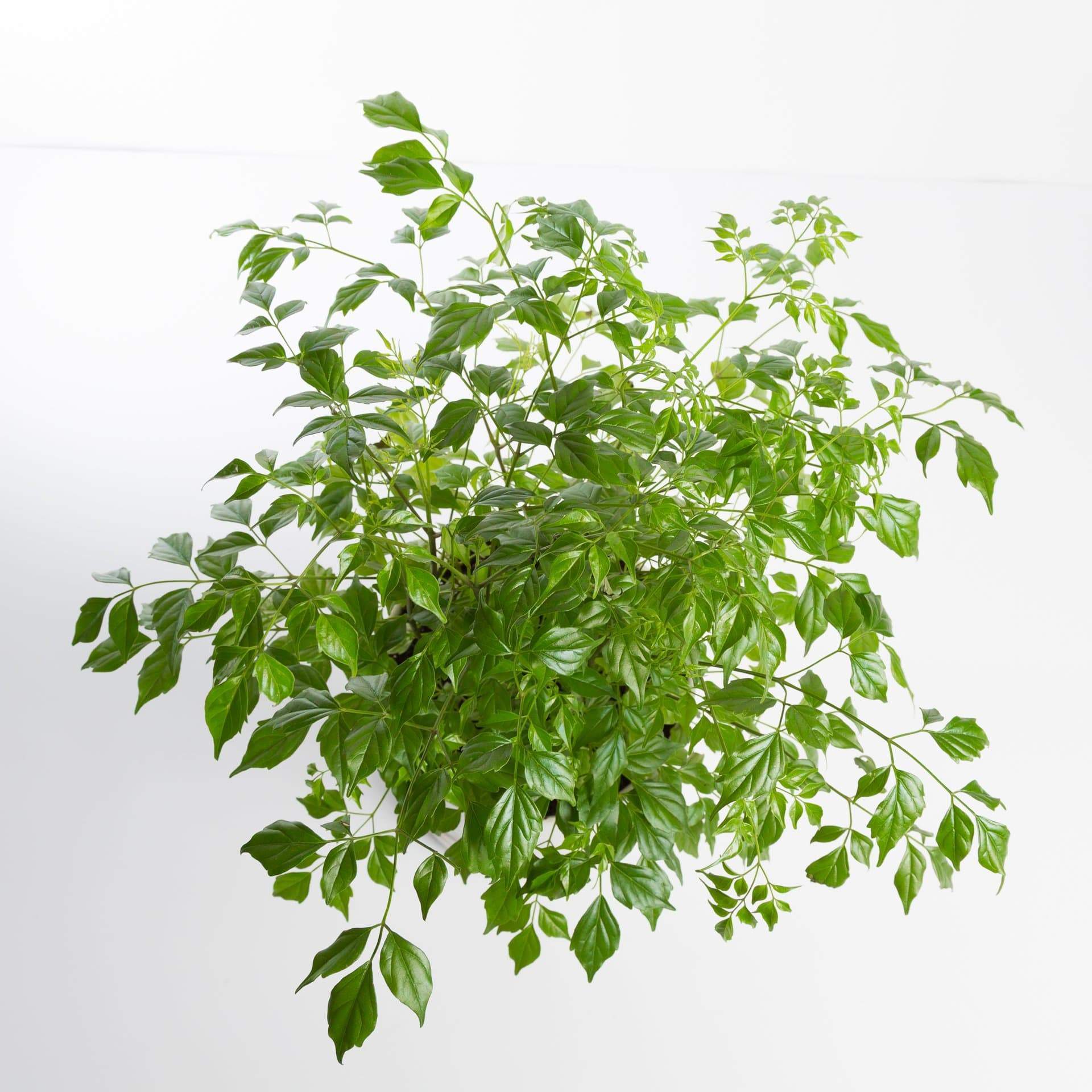 Urban Sprouts Plant China Doll