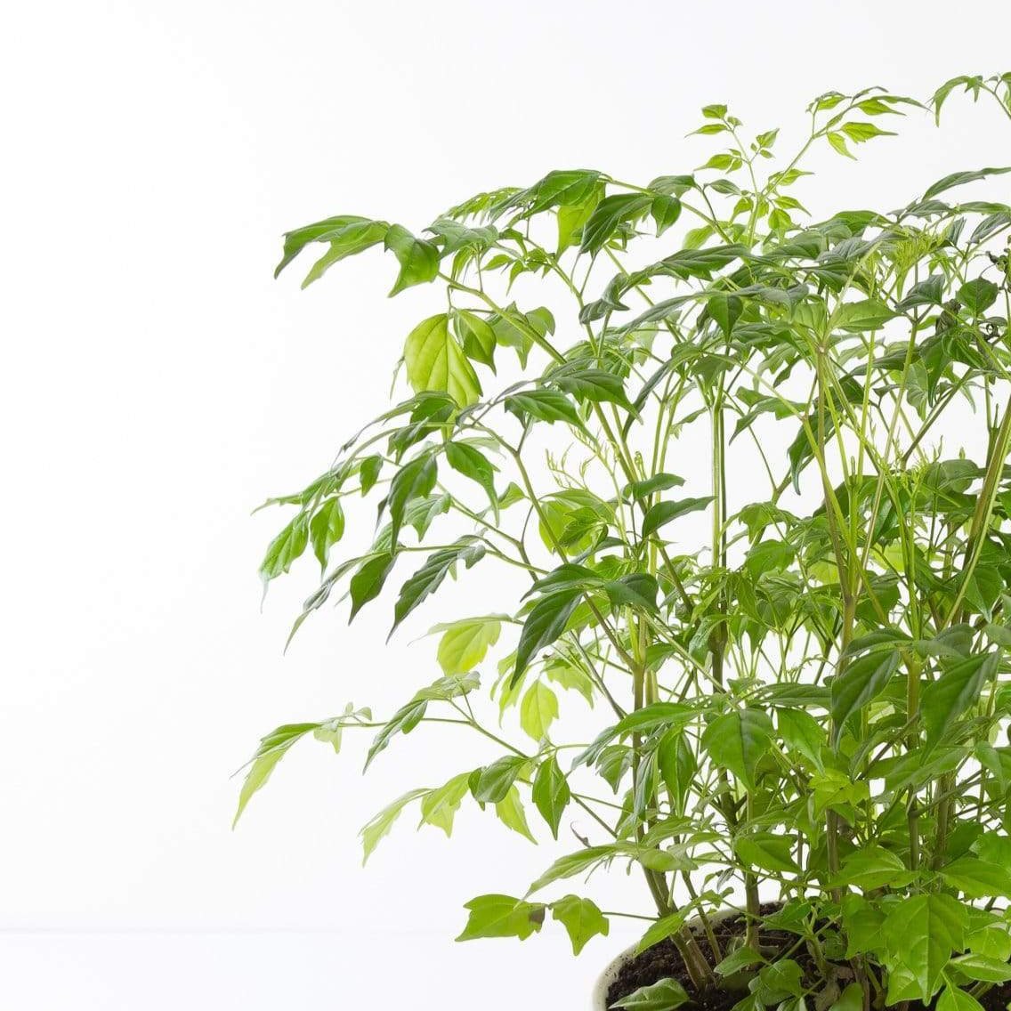 Urban Sprouts Plant China Doll