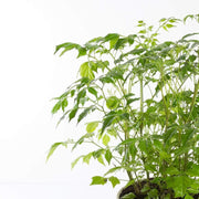 Urban Sprouts Plant China Doll