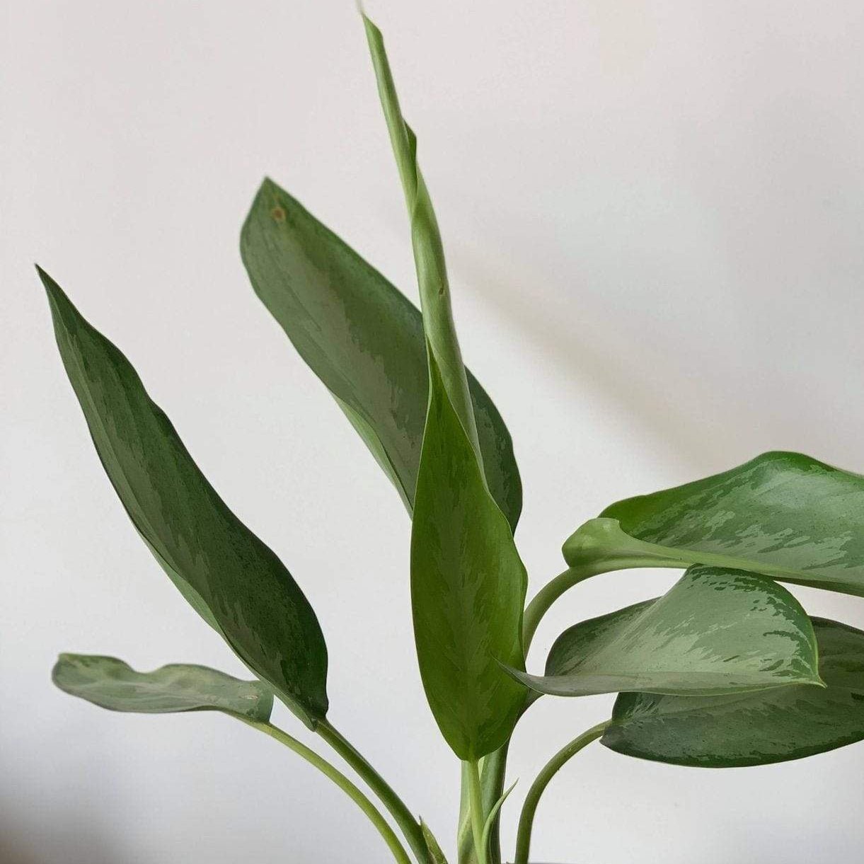 Urban Sprouts Plant 6" in nursery pot Chinese Evergreen 'Silverado'