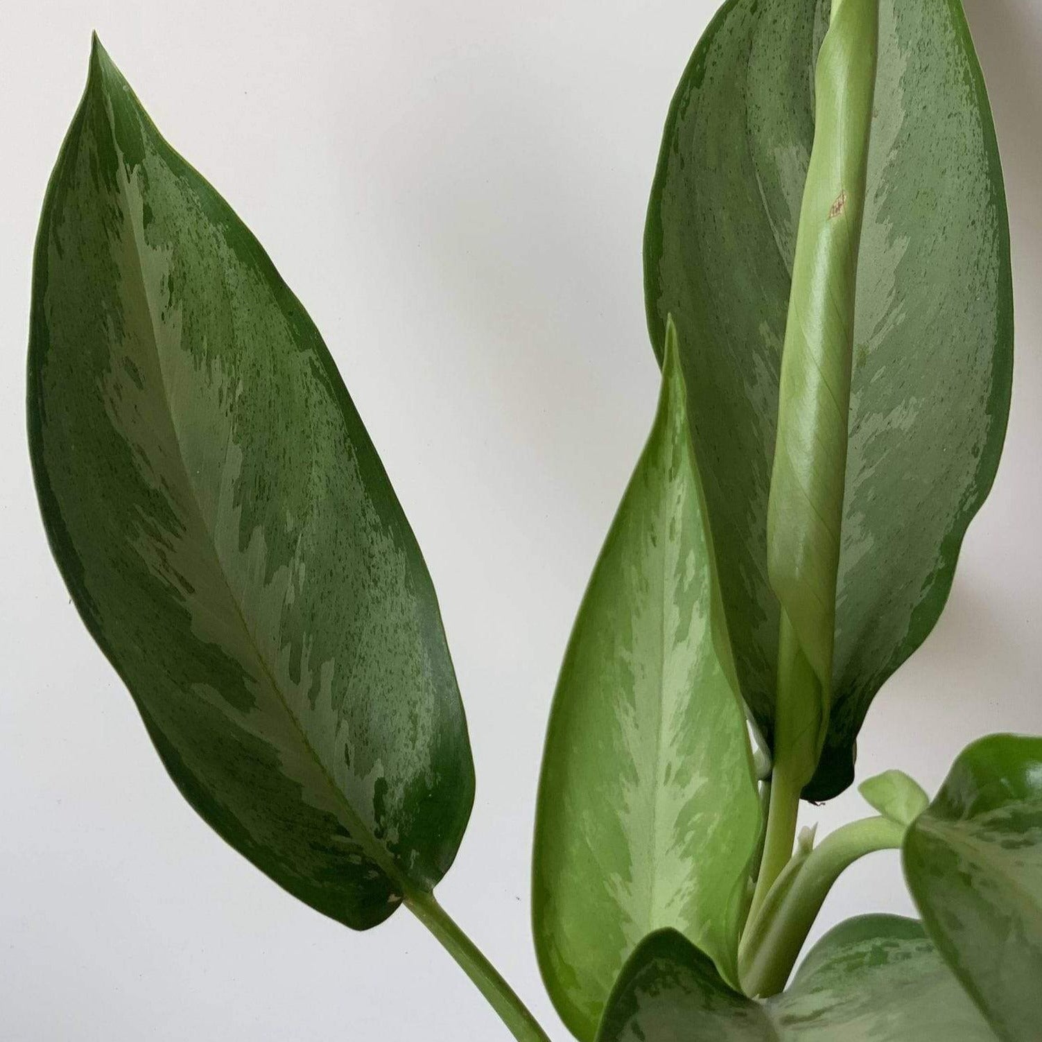 Urban Sprouts Plant 6" in nursery pot Chinese Evergreen 'Silverado'