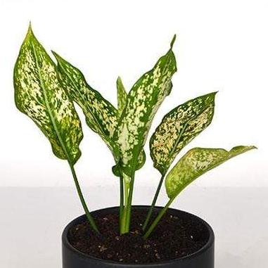 Urban Sprouts Plant 4" in nursery pot Chinese Evergreen 'Spring Snow'