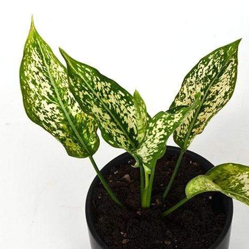 Urban Sprouts Plant 4" in nursery pot Chinese Evergreen 'Spring Snow'