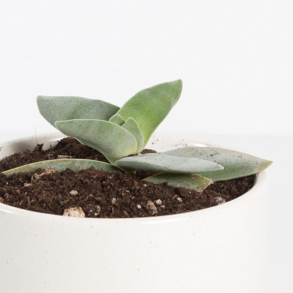 Urban Sprouts Plant 4" in nursery pot Crassula 'Propeller'