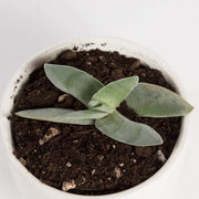 Urban Sprouts Plant 4" in nursery pot Crassula 'Propeller'