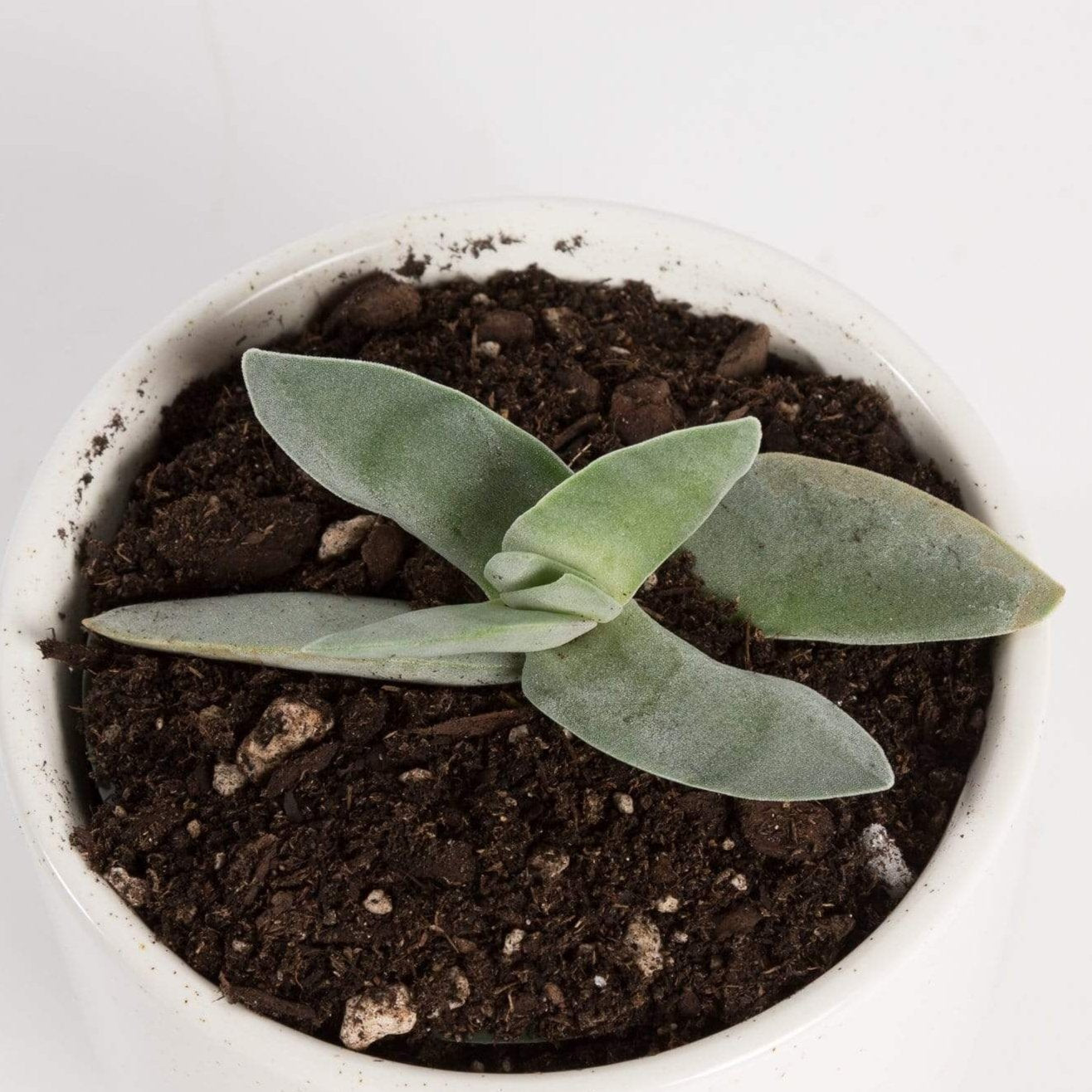 Urban Sprouts Plant 4" in nursery pot Crassula 'Propeller'