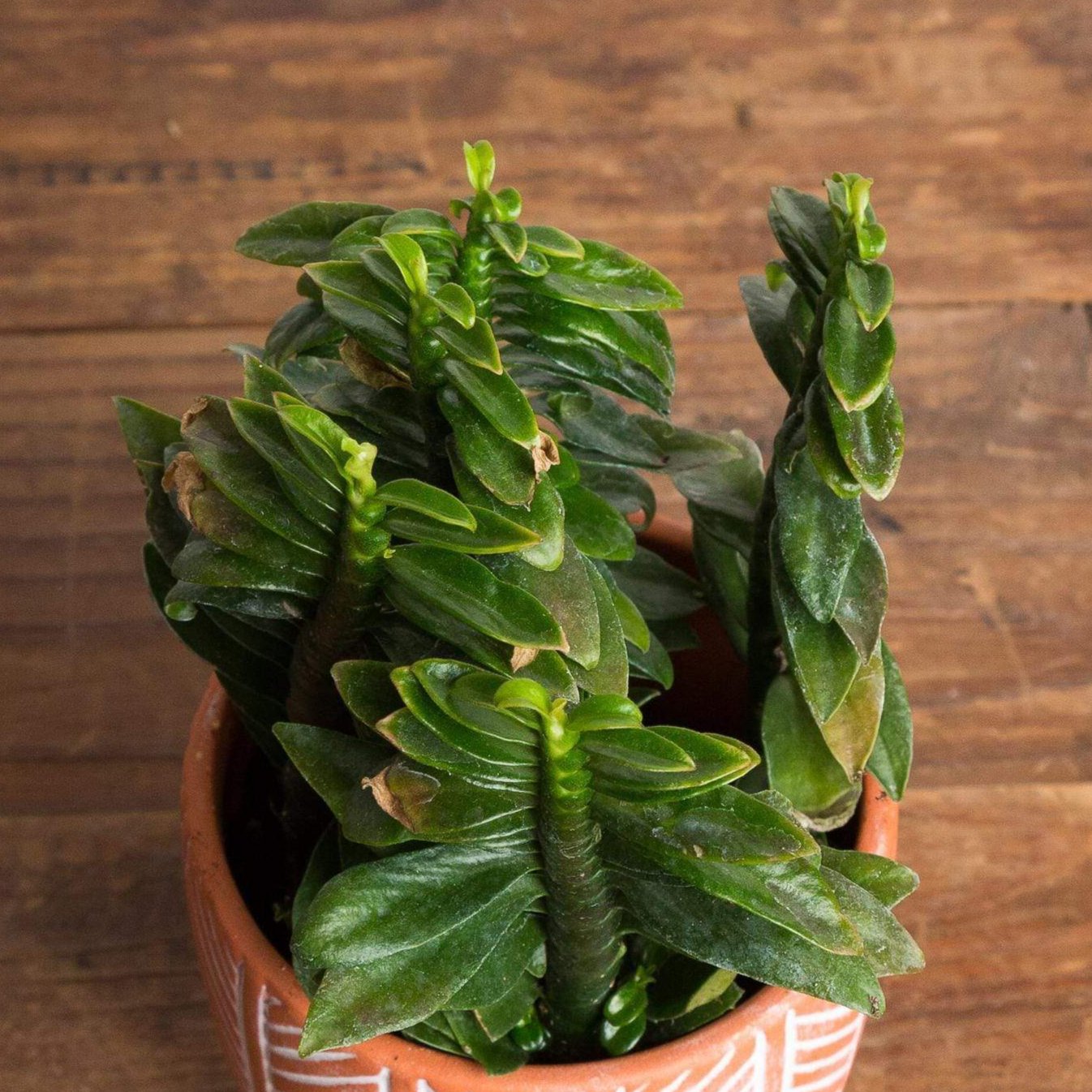 Devil's Backbone 'Nana' - Urban Sprouts