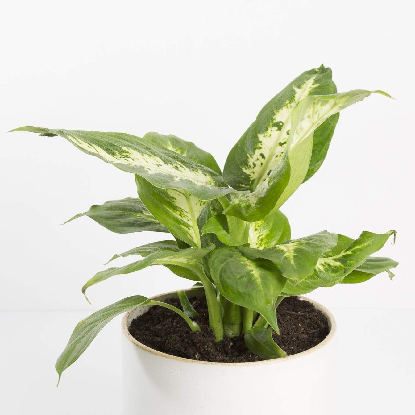 Urban Sprouts Plant Dumb Cane 'Camille'
