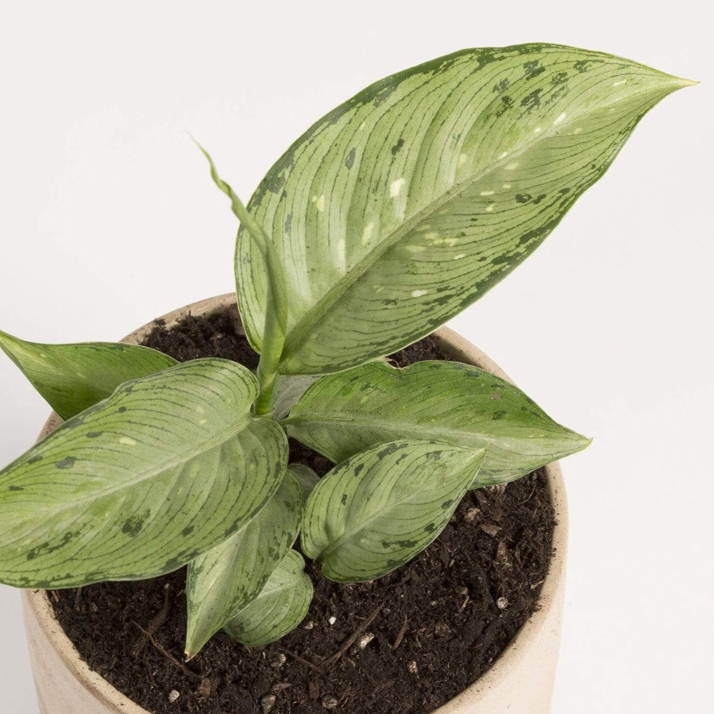 Urban Sprouts Plant 4" in nursery pot Dumb Cane 'Camouflage'