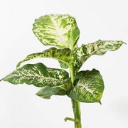 Urban Sprouts Plant 6" in nursery pot Dumb Cane 'Compacta - Variegated'