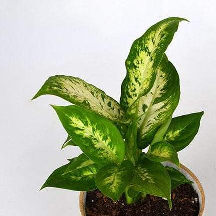 Urban Sprouts Plant Dumb Cane 'Exotica'