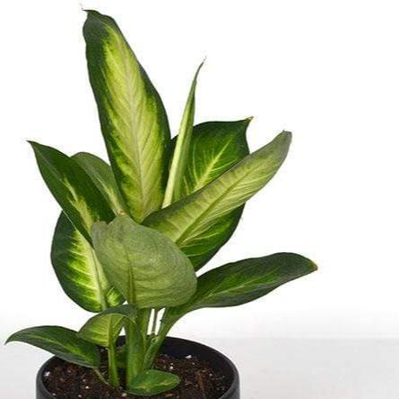 Urban Sprouts Plant 6" in nursery pot Dumb Cane 'Tropic Marianne'