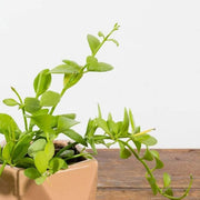 Dischidia 'Green Cascade' - Urban Sprouts