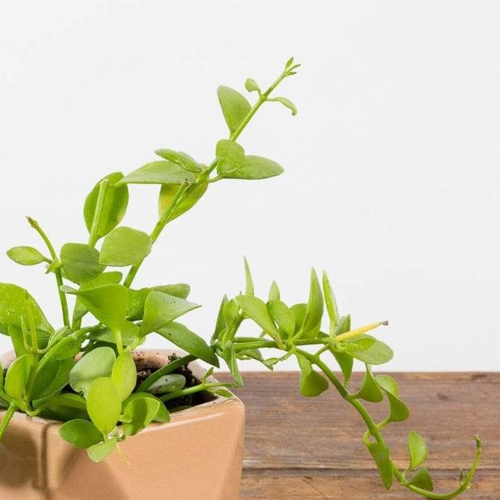 Dischidia 'Green Cascade' - Urban Sprouts