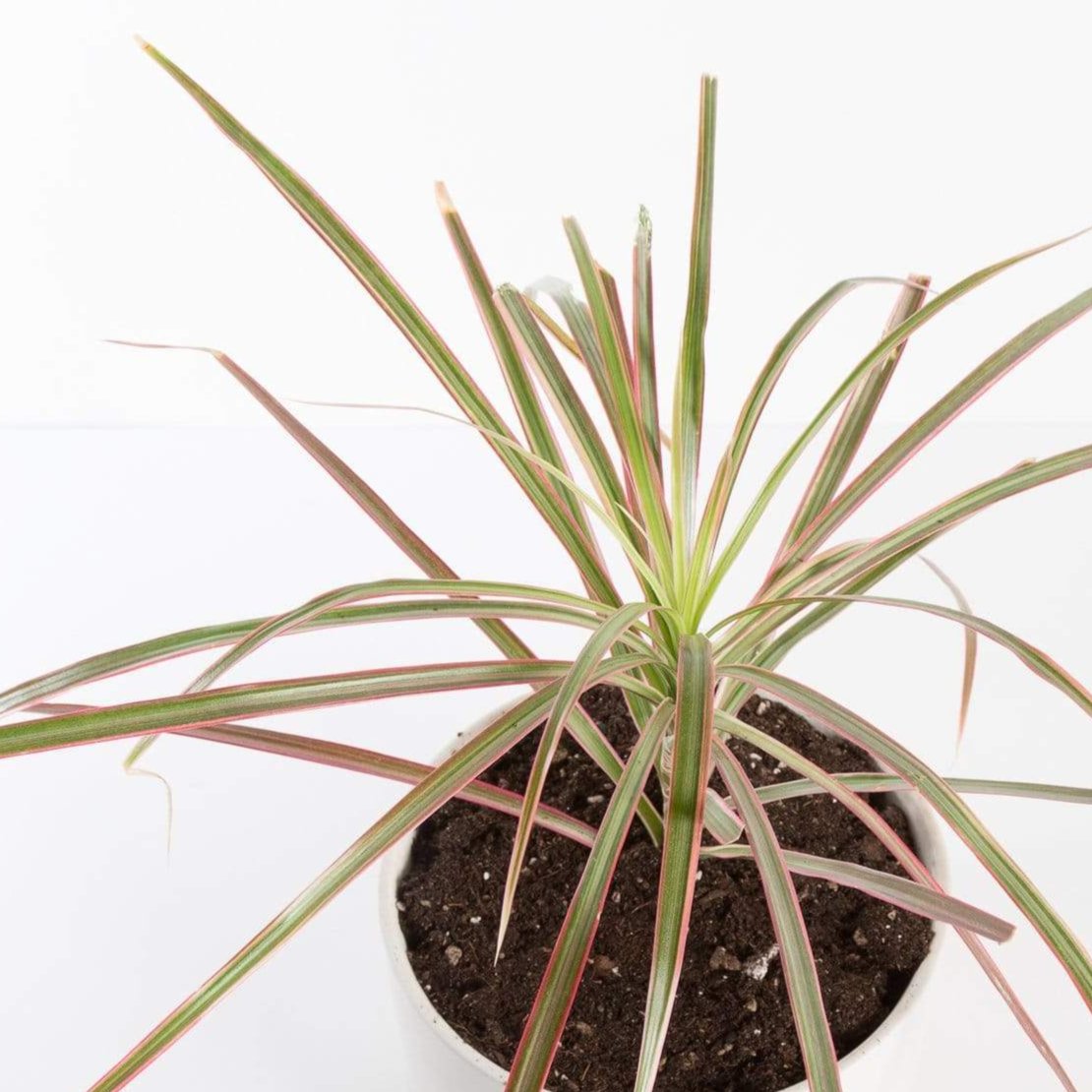 Urban Sprouts Plant Dragon Tree 'Bicolor'