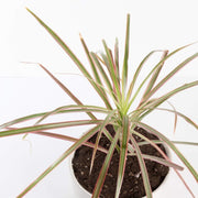 Urban Sprouts Plant Dragon Tree 'Bicolor'