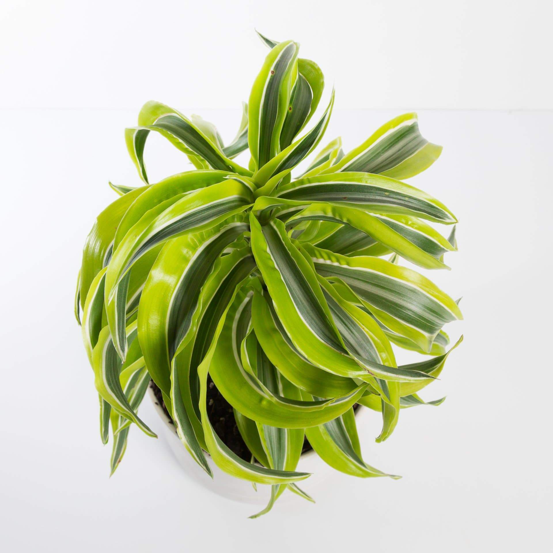 Urban Sprouts Plant Dragon Tree 'Lemon Surprise'