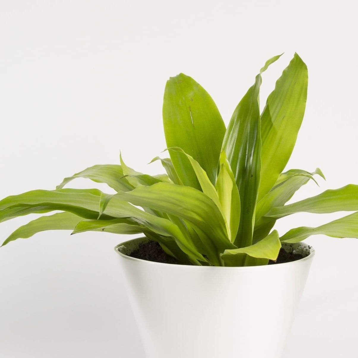 limelight dracaena plant Dragon Tree 'Limelight' 6" – Urban Sprouts