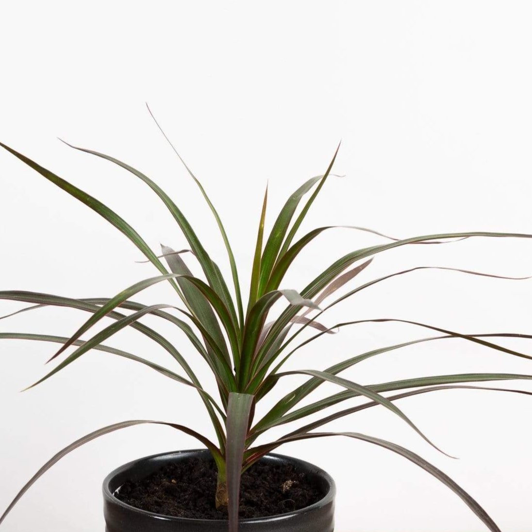 Dragon Tree 'Madagascar' - Urban Sprouts