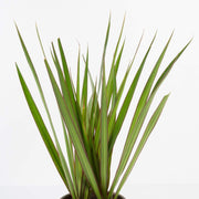 Urban Sprouts Plant Dragon Tree 'Magenta'