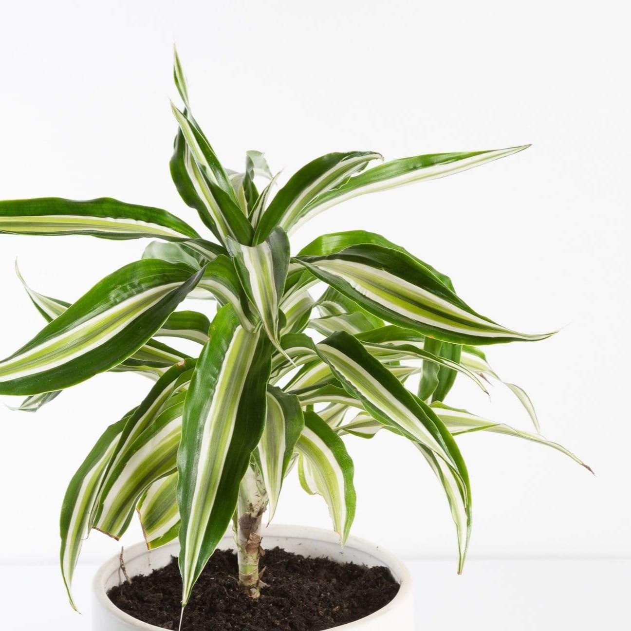 Urban Sprouts Plant 6" in nursery pot Dragon Tree 'Malayka'