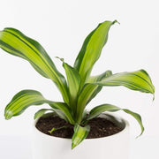 Urban Sprouts Plant 6" in nursery pot Dragon Tree 'Marley'