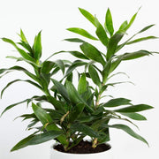 Dragon Tree 'Pleomele' - Urban Sprouts
